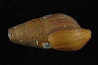 藏品(川蜷)的圖片